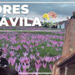 Descubre las fascinantes costumbres y tradiciones de Flores de Ávila: Un viaje por la cultura local