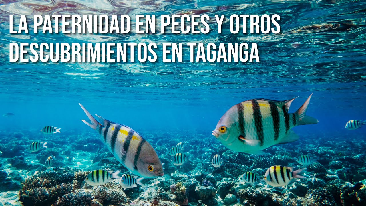 Los descubrimientos más recientes en ecología marina