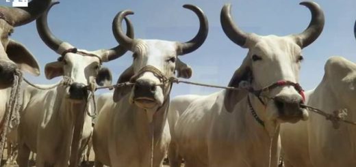 El Festival de la Cosecha en Pakistán