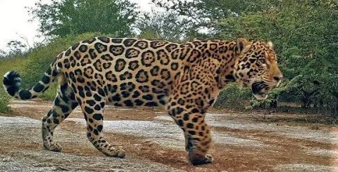 La diversidad de la fauna en el Chaco Paraguayo