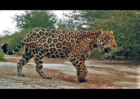 La diversidad de la fauna en el Chaco Paraguayo
