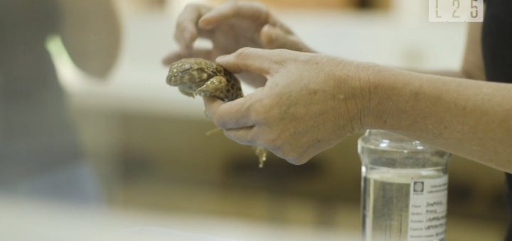 La fauna endémica de Paraguay