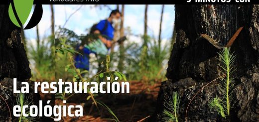 Los descubrimientos más recientes en ecología de la restauración