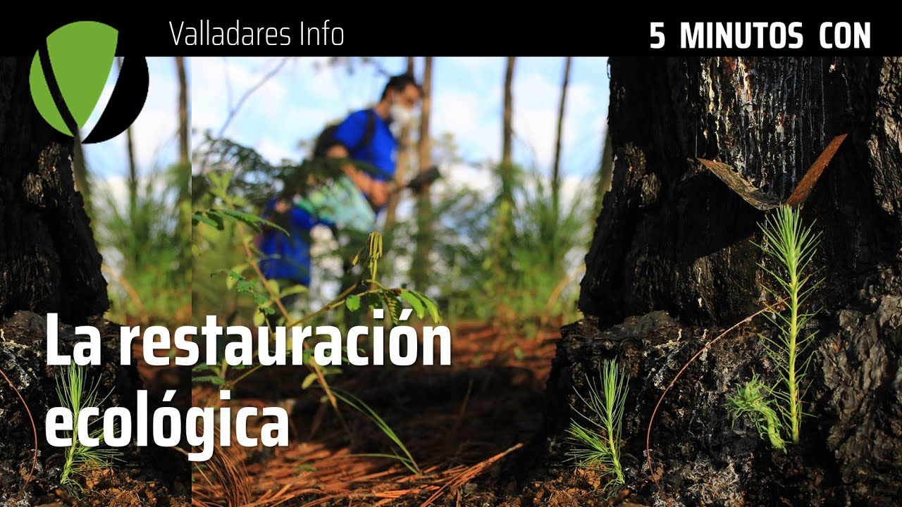 Los descubrimientos más recientes en ecología de la restauración