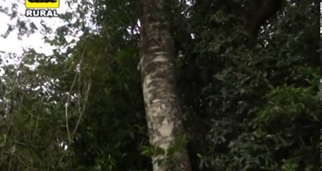 La cultura del té en Paraguay