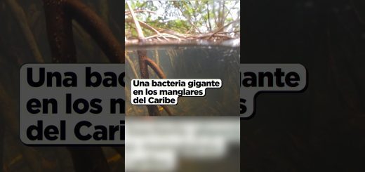 Los descubrimientos más recientes en biología de los microorganismos