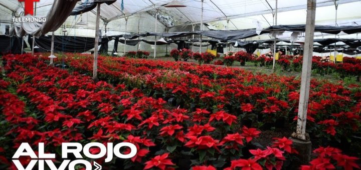 El Festival de la Flor de Pascua en Guatemala: Colores y Tradición