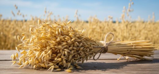 Bundle of golden wheat stalks tied with twine resting on a wooden surface, with a grain field in the background.