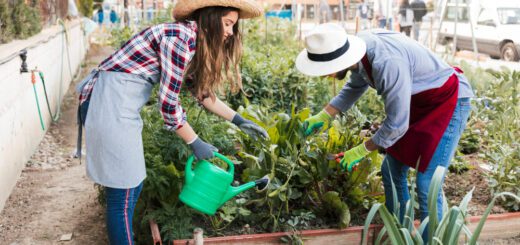 Two women gardening in a city community garden, watering and pruning leafy plants in a raised bed.
