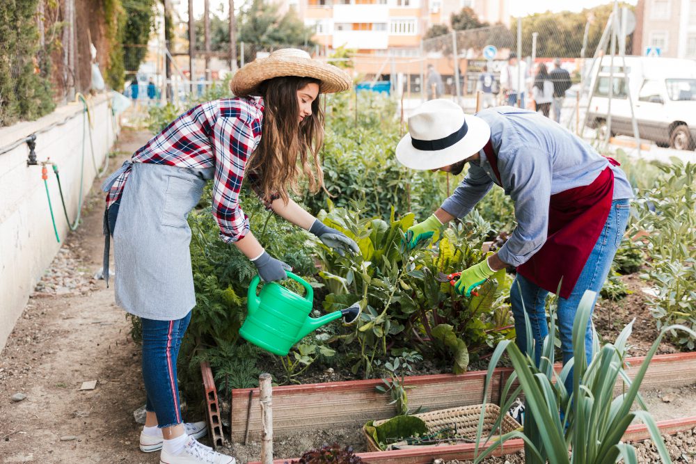 Two women gardening in a city community garden, watering and pruning leafy plants in a raised bed.